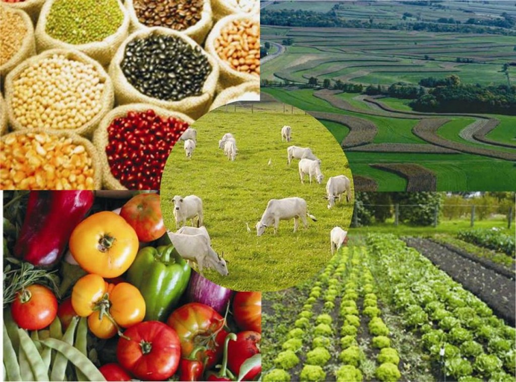 AGROPECUÁRIA