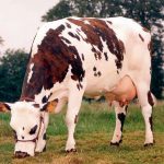 Camembert