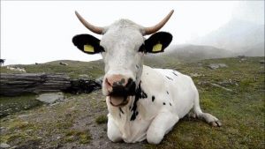 vaca