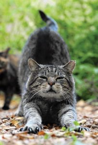 Gatos