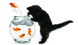 Gatos