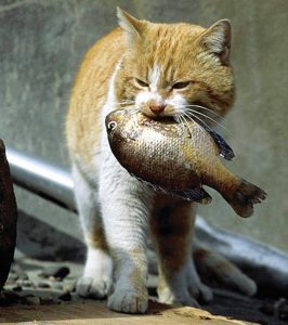 Gatos