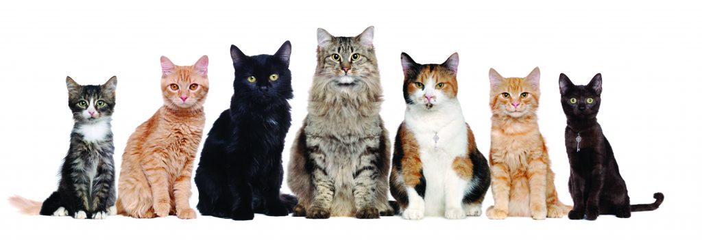 Gatos