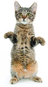 Gatos