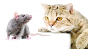 Gatos