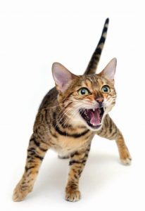 Gatos