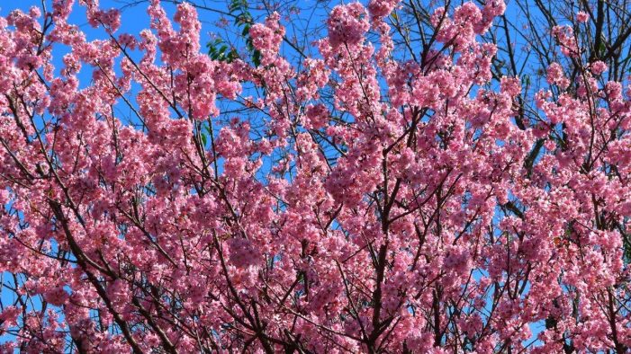 A DESLUMBRANTE FLORADA DAS CEREJEIRAS