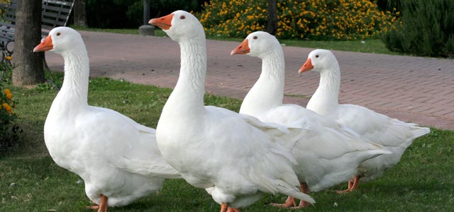 Foie gras e irracionalidade