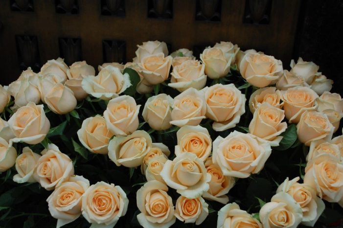 ROSA E ORQUÍDEA — dois gêneros de beleza