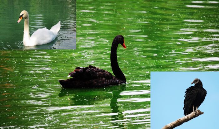 O cisne negro virou urubu