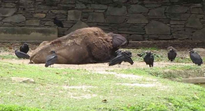 Animais morrem de fome no zoológico de Caracas