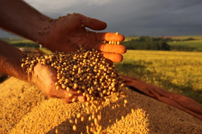 Alimentar o mundo