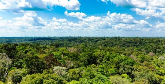 A Terra possui 467 milhões de hectares de florestas a mais do que se supunha