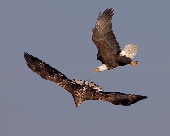 A águia e a promessa de Fátima