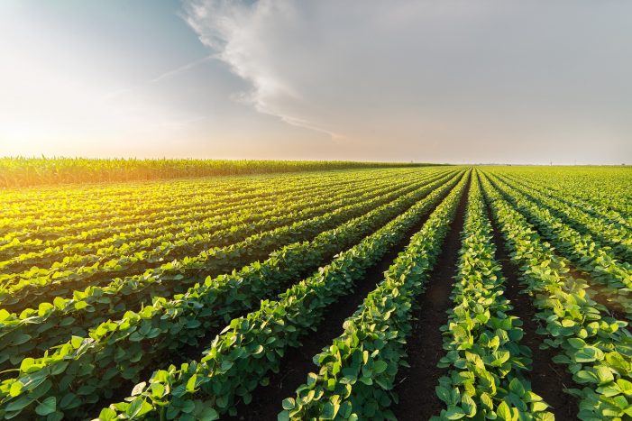 Agricultura lidera a preservação ambiental