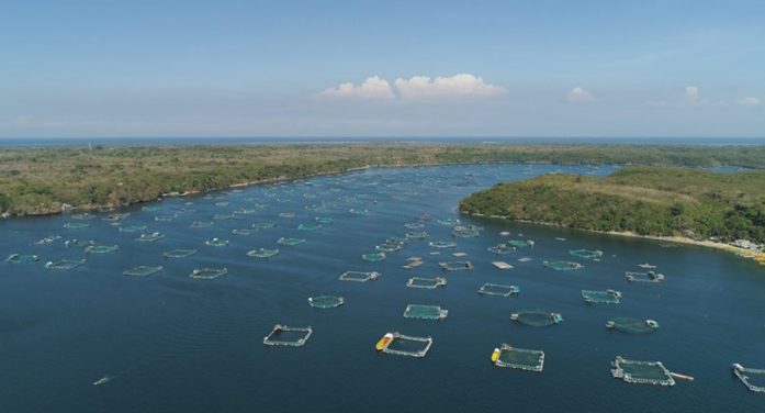 SEM SOJA, NÃO HÁ FILÉ DE PEIXE