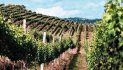 O vinho que não se produziria na região mais fria do Brasil