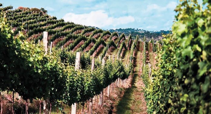 O vinho que não se produziria na região mais fria do Brasil